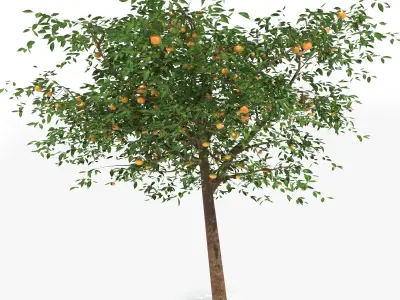 Mandarin tree Free 3D model