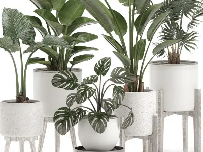 Decorative plants for the interior in white pots 557 3D model