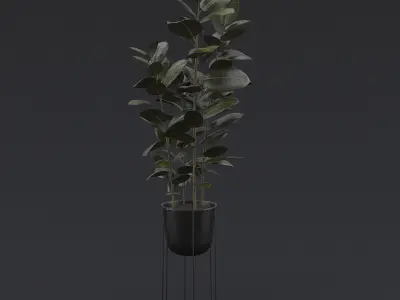 Burgundy Rubber Plant I 3D model