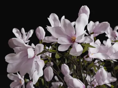 Decoration Set 30 Magnolia and Vases 3D model