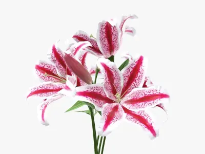 Lily flowers bouquet 3D model