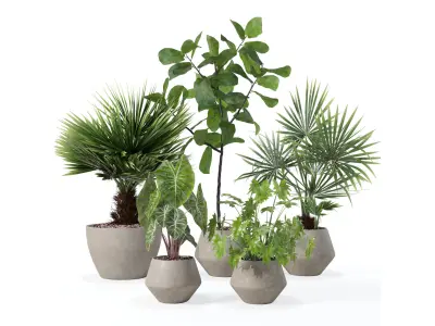 Plants collection 126 3D model