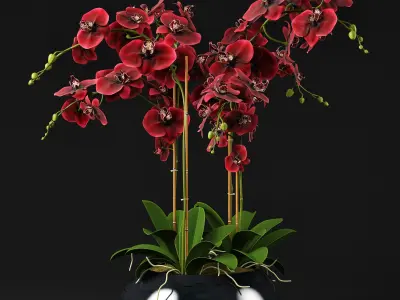 Orchid 12 3D model