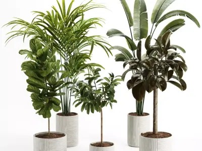 Indoor Plant-Set003 3D model