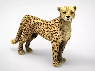CHEETAH Low-poly 3D model