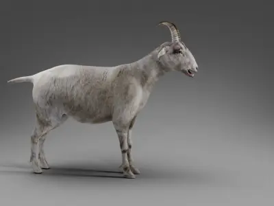 Goat 02 Rigged in Blender Low-poly 3D model