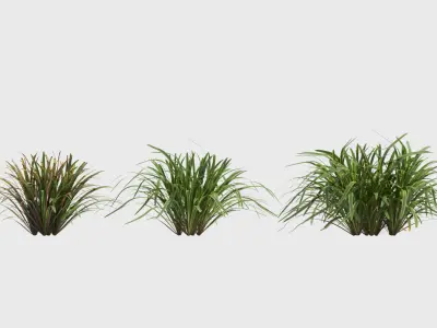 Liriope grass plant 3D model