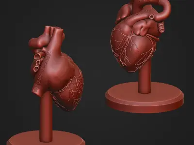 Human Heart Anatomy Sculpture Statue Art 3D print model