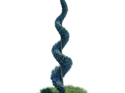 Cypress - Cupressus Arizonica Spiral 3D model