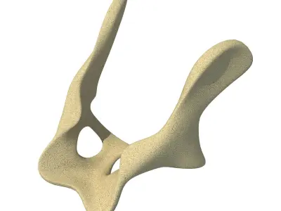 Anatomic Animal Pelvis 3D model