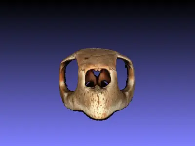 Caretta Caretta sea turtle Skull 3d object capture 3D model