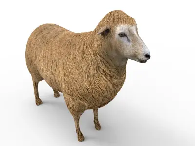 3D Black Sheep Model  Low-poly 3D model