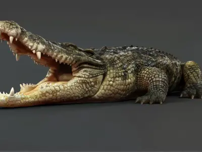 Crocodile RIG 3D model