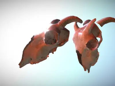 Photorealistic scanned low poly cow skull with removable horns Low-poly 3D model