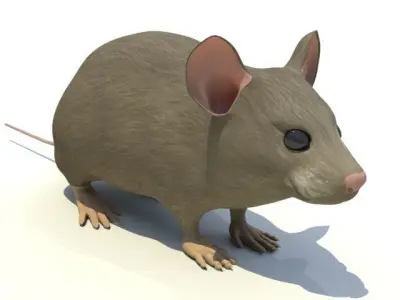 Mouse - animal 3D model
