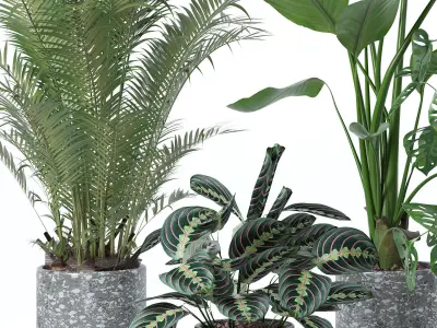 Plants collection 130 3D model