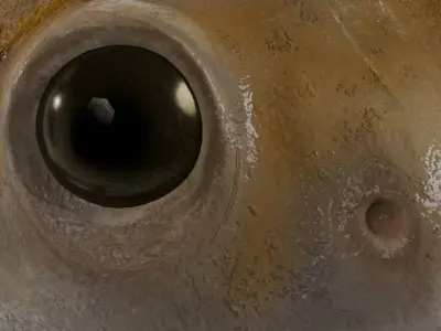 Lowpoly Banded Bullfrog Low-poly 3D model