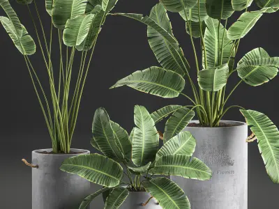 Decorative banana palms in flower pots for the interior 592 3D model