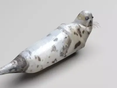 Sea Lion 3D model