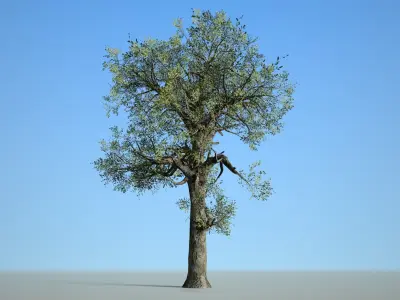 Broadleaf 007 Low-poly 3D model