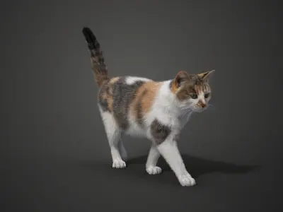 Calico Cat 01 Animated VFX Grace 3D model