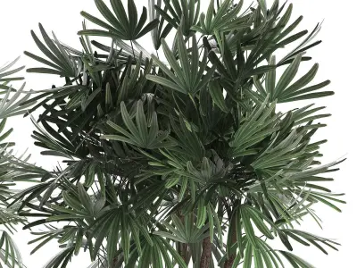 Decorative palm tree in a pot 416 3D model