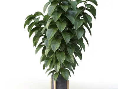 Ficus 01 3D model