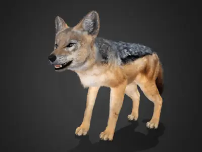 Jackal Realistic Animated 3D model