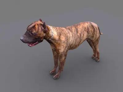 pitbull dog Low-poly 3D model