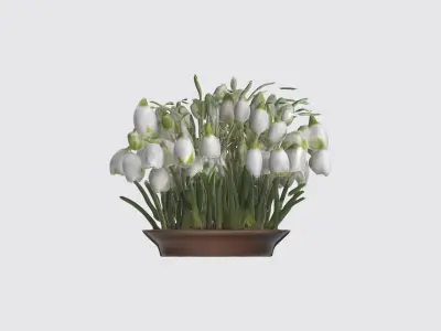 Galanthus Flowers Low-poly 3D model