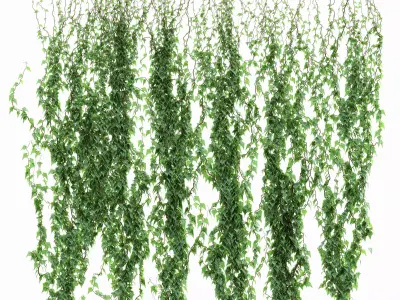 6 models of leaf ivy wall 3D model