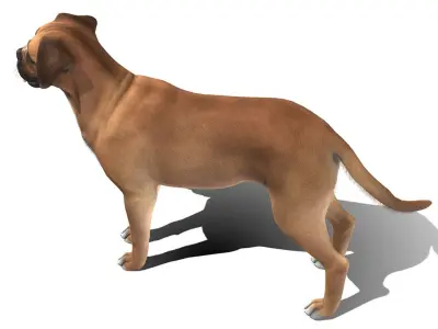 Dog - Boxer Low-poly 3D model