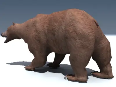 Grizzly Bear Rigged 3D model