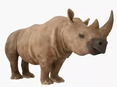Rhino rhinoceros 3D model get