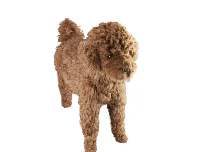 Poodle dog puppy 3D model