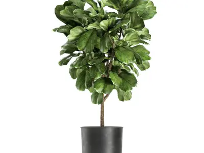 Ficus lyrata trees in a pot for the interior 854 3D model
