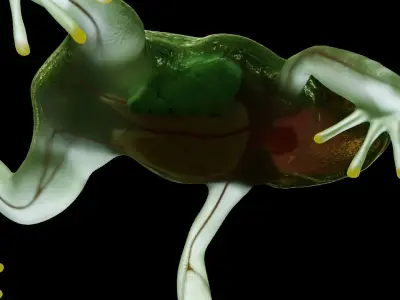 Tree Frog  3D model