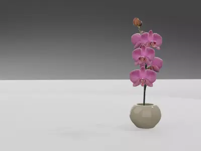 Orchidea orchid in vase Free 3D model
