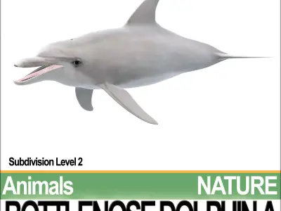 Bottlenose Dolphin A 3D model