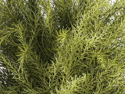 Floral green bouquet Asparagus branches glass vase 611 3D model