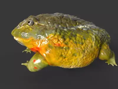 Bullfrog frog Low-poly 3D model
