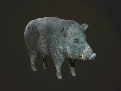 Wild Boar Low-poly 3D model purchase