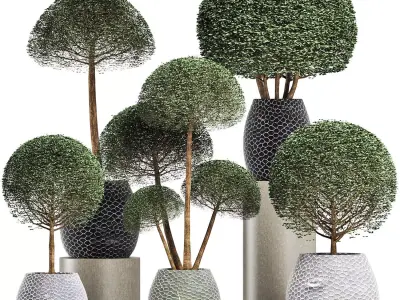 Plants Collection 200 Ligustrum 3D model