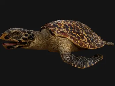 Turtle Low-poly 3D model