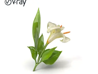 Longiflorum Lily Elegant Petals model pack Low-poly 3D model