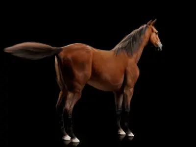 Horse Model 3D - Rigged - X-gen interactive grooming 3D model