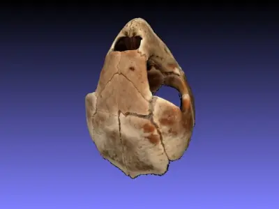 Caretta Caretta sea turtle Skull 3d object capture 3D model