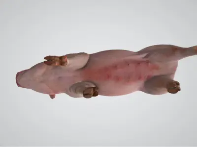 Pig High poly 3D model