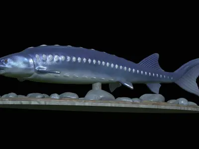 sturgeon vyza fish underwater statue detailed texture 3D print model