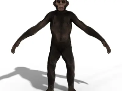 Ape Chimp Chimpanzee 3D model 3D model
